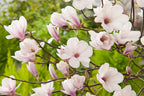 Lot De 3 Magnolias Rose Clair ‘Soulangeana’ – Plante D’Extérieur