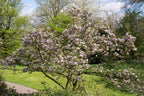 Lot De 3 Magnolias Rose Clair ‘Soulangeana’ – Plante D’Extérieur