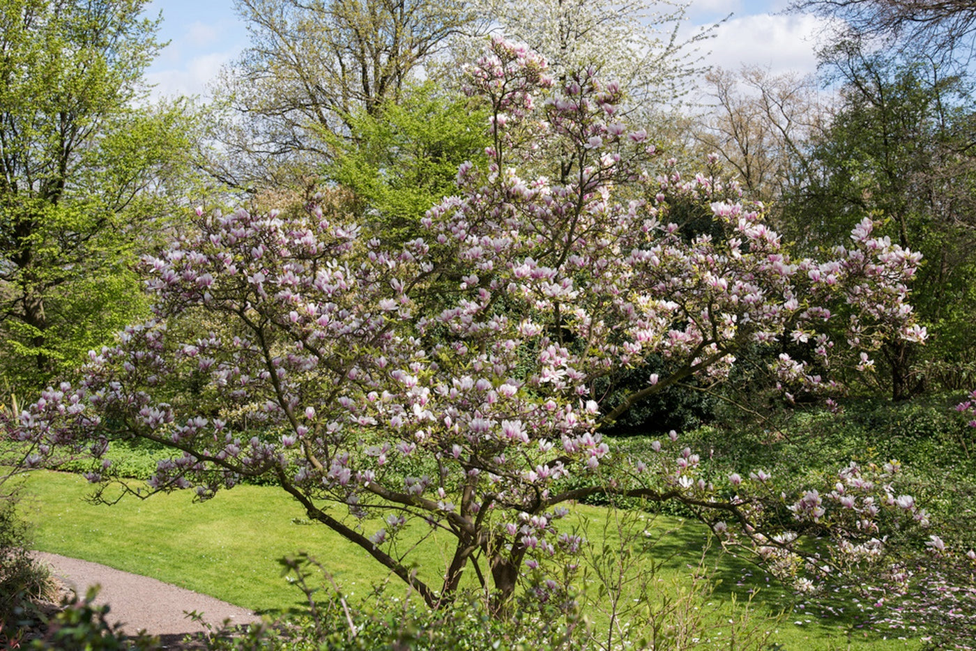 Lot De 3 Magnolias Rose Clair ‘Soulangeana’ – Plante D’Extérieur