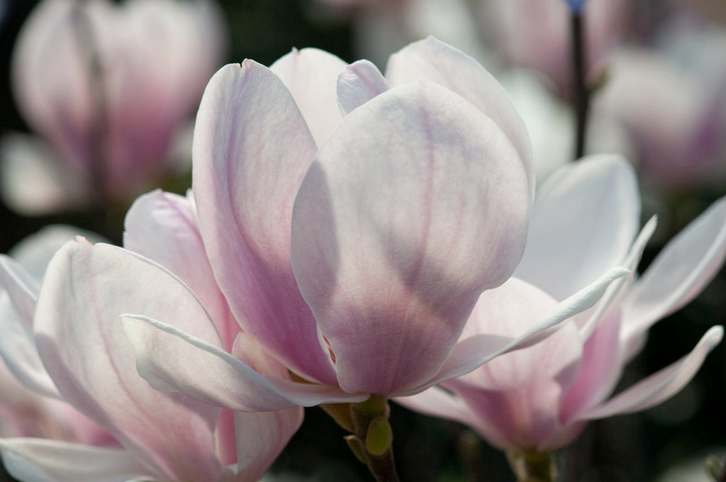 Lot De 3 Magnolias Rose Clair ‘Soulangeana’ – Plante D’Extérieur
