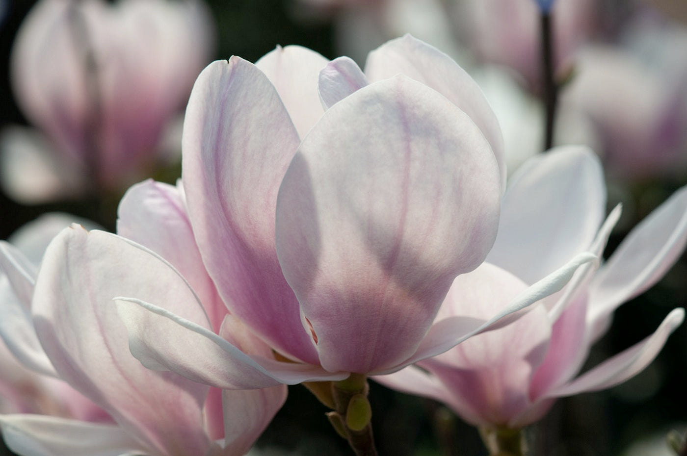 Lot De 3 Magnolias Rose Clair ‘Soulangeana’ – Plante D’Extérieur