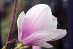 Lot De 3 Magnolias Rose Clair ‘Soulangeana’ – Plante D’Extérieur