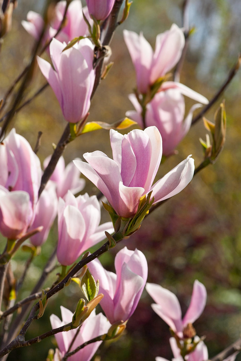 Lot De 3 Magnolias Rose Clair ‘Soulangeana’ – Plante D’Extérieur