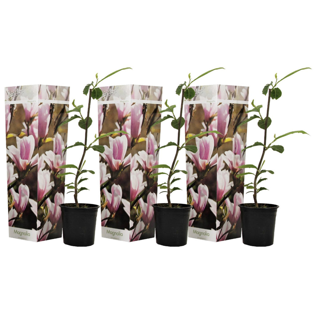 Lot De 3 Magnolias Rose Clair ‘Soulangeana’ – Plante D’Extérieur