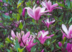 Lot De 3 Magnolias Pourpres ‘Susan’ – Plante D’Extérieur