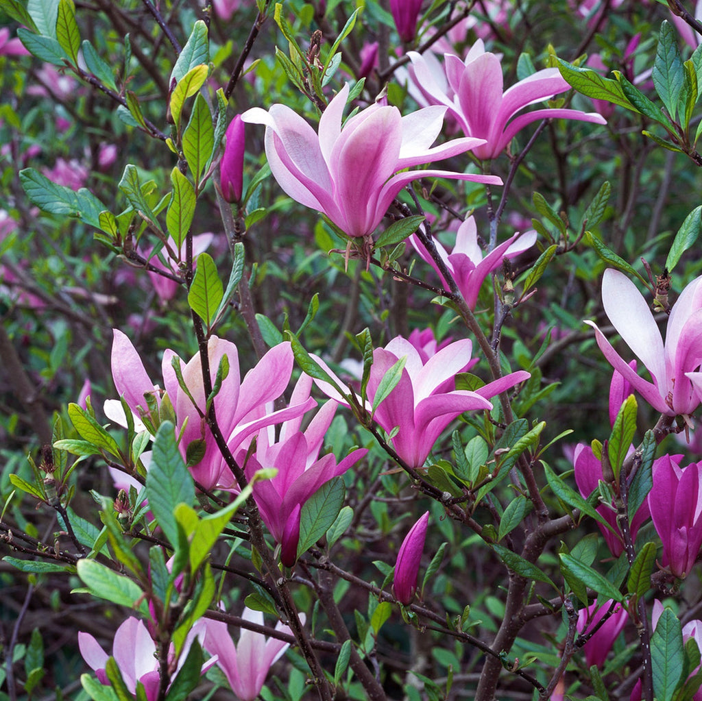 Lot De 3 Magnolias Pourpres ‘Susan’ – Plante D’Extérieur