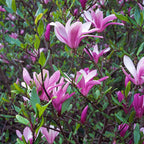 Lot De 3 Magnolias Pourpres ‘Susan’ – Plante D’Extérieur
