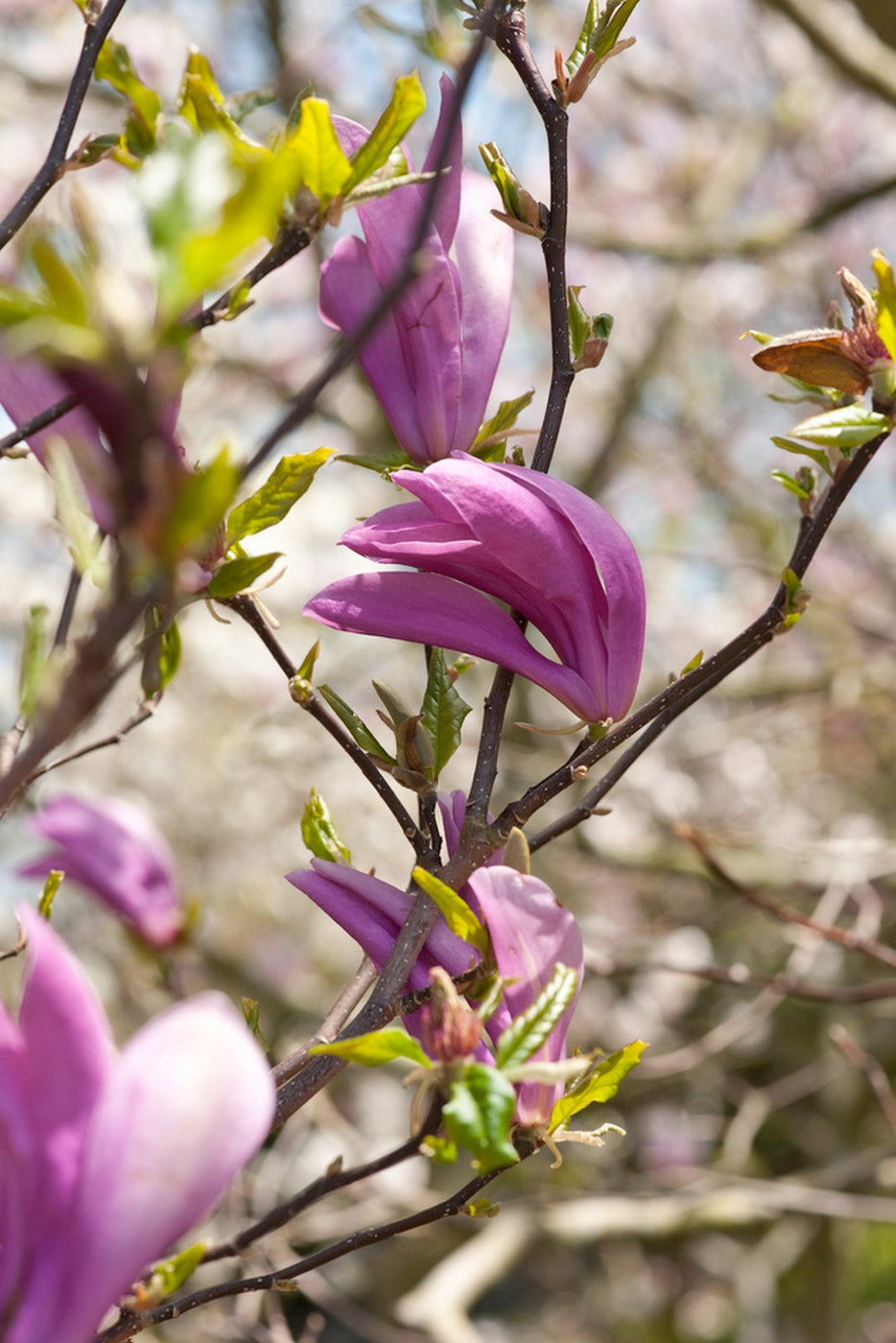 Lot De 3 Magnolias Pourpres ‘Susan’ – Plante D’Extérieur