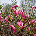 Lot De 3 Magnolias Pourpres ‘Susan’ – Plante D’Extérieur