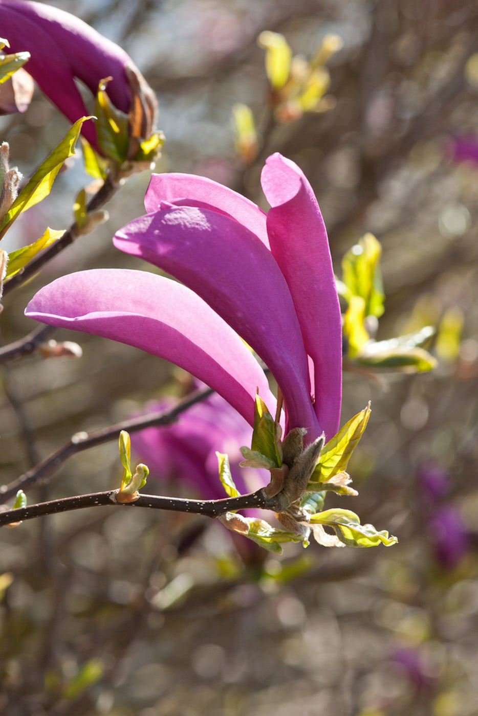 Lot De 3 Magnolias Pourpres ‘Susan’ – Plante D’Extérieur