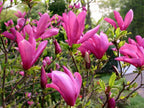 Lot De 3 Magnolias Pourpres ‘Susan’ – Plante D’Extérieur