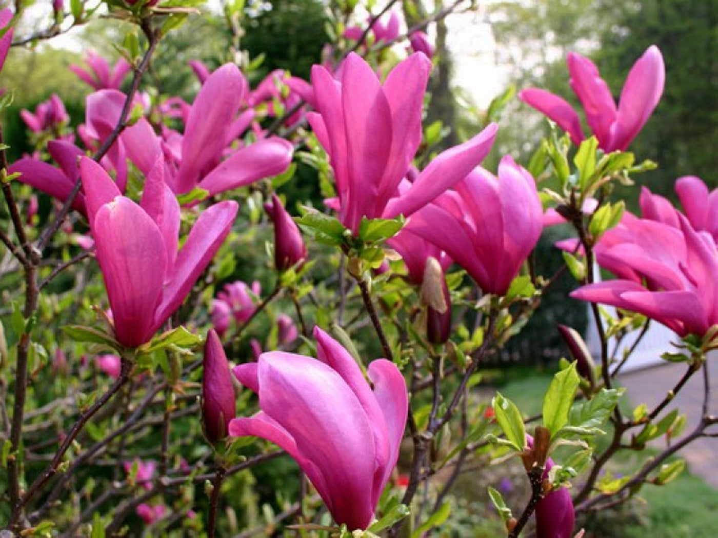Lot De 3 Magnolias Pourpres ‘Susan’ – Plante D’Extérieur