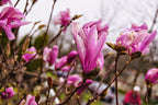 Lot De 3 Magnolias Pourpres ‘Susan’ – Plante D’Extérieur