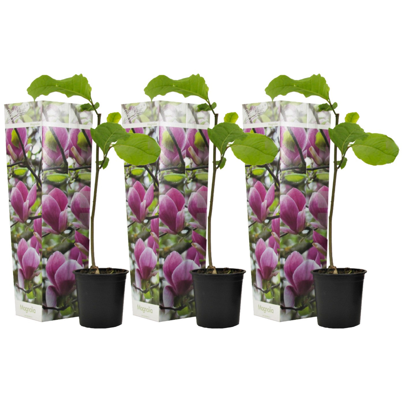 Lot De 3 Magnolias Pourpres ‘Susan’ – Plante D’Extérieur