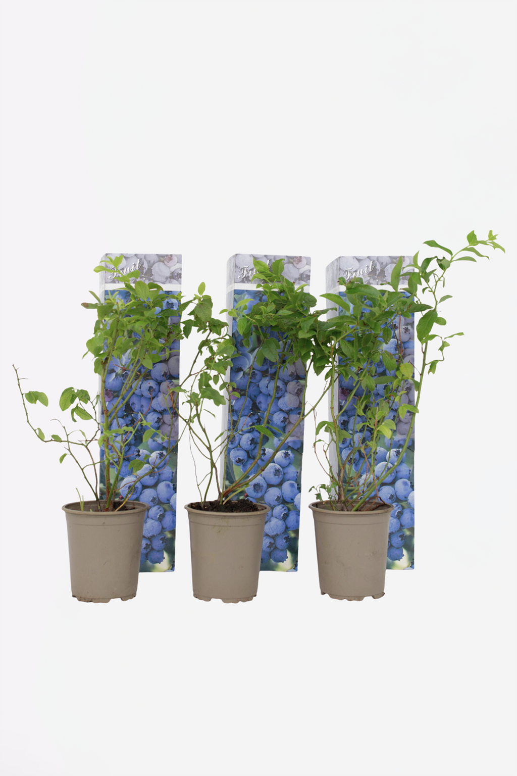 Lot De 3 Myrtilliers – Plante D’Extérieur