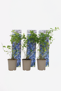 Lot De 3 Myrtilliers – Plante D’Extérieur