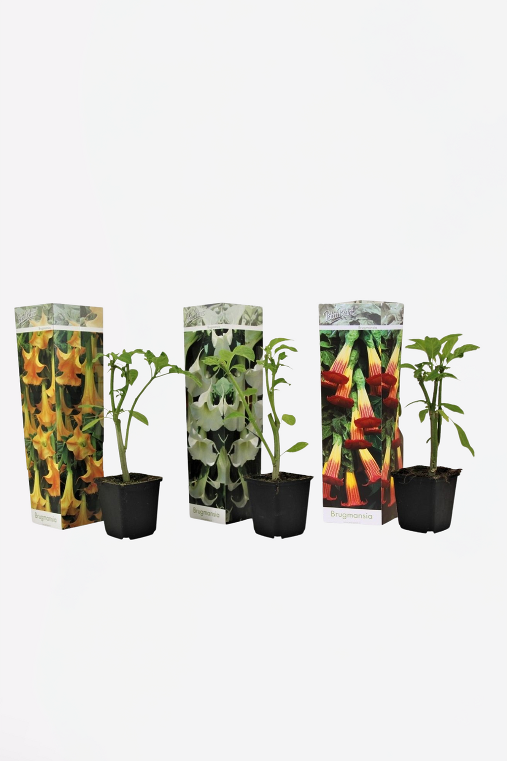 Mélange De 3 Brugmansias « Trompette Des Anges » – Plante D’Extérieur