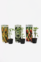 Mélange De 3 Brugmansias « Trompette Des Anges » – Plante D’Extérieur