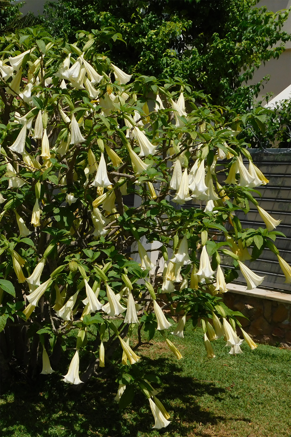 Mélange De 3 Brugmansias « Trompette Des Anges » – Plante D’Extérieur