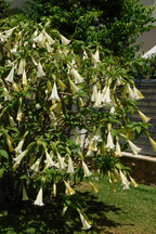 Mélange De 3 Brugmansias « Trompette Des Anges » – Plante D’Extérieur