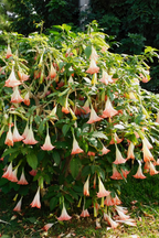 Mélange De 3 Brugmansias « Trompette Des Anges » – Plante D’Extérieur