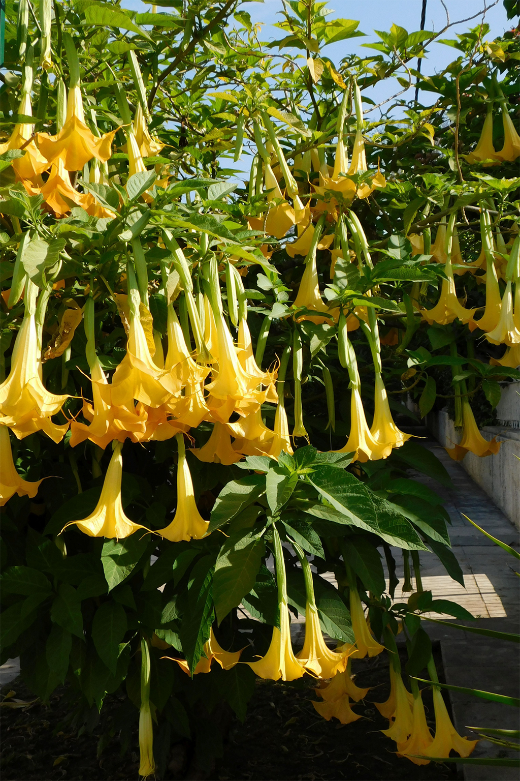 Mélange De 3 Brugmansias « Trompette Des Anges » – Plante D’Extérieur