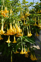 Mélange De 3 Brugmansias « Trompette Des Anges » – Plante D’Extérieur
