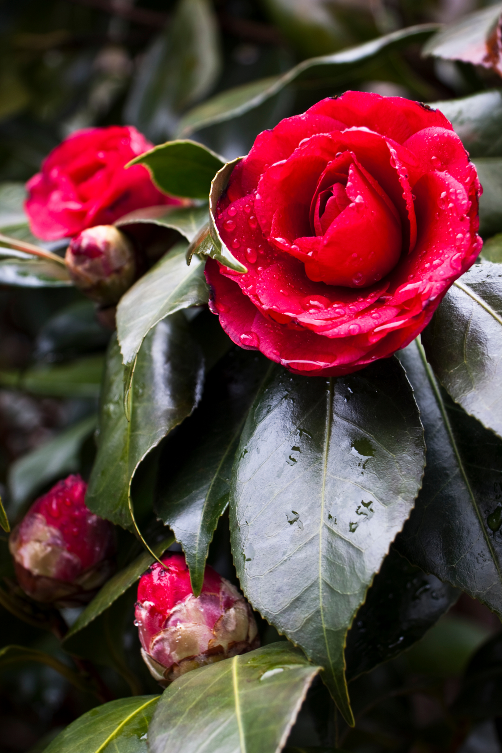 Lot De 2 Camélias Japonica ‘Lady Campbell’ – Plante D’Extérieur