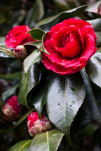 Lot De 2 Camélias Japonica ‘Lady Campbell’ – Plante D’Extérieur