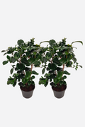 Lot De 2 Camélias Japonica ‘Lady Campbell’ – Plante D’Extérieur