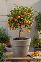 Mélange De 3 Agrumes – Plante D’Extérieur