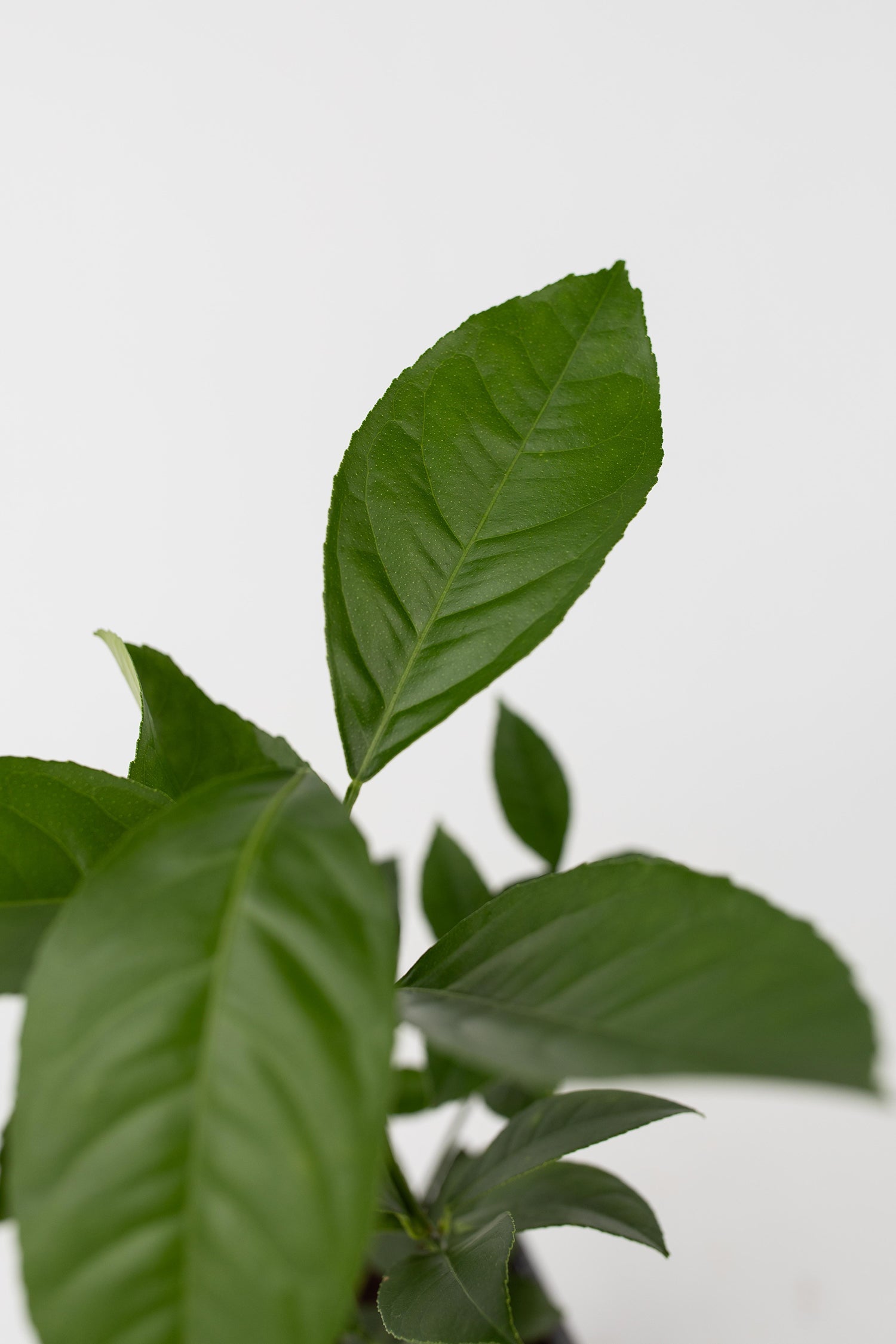 Mélange De 3 Agrumes – Plante D’Extérieur