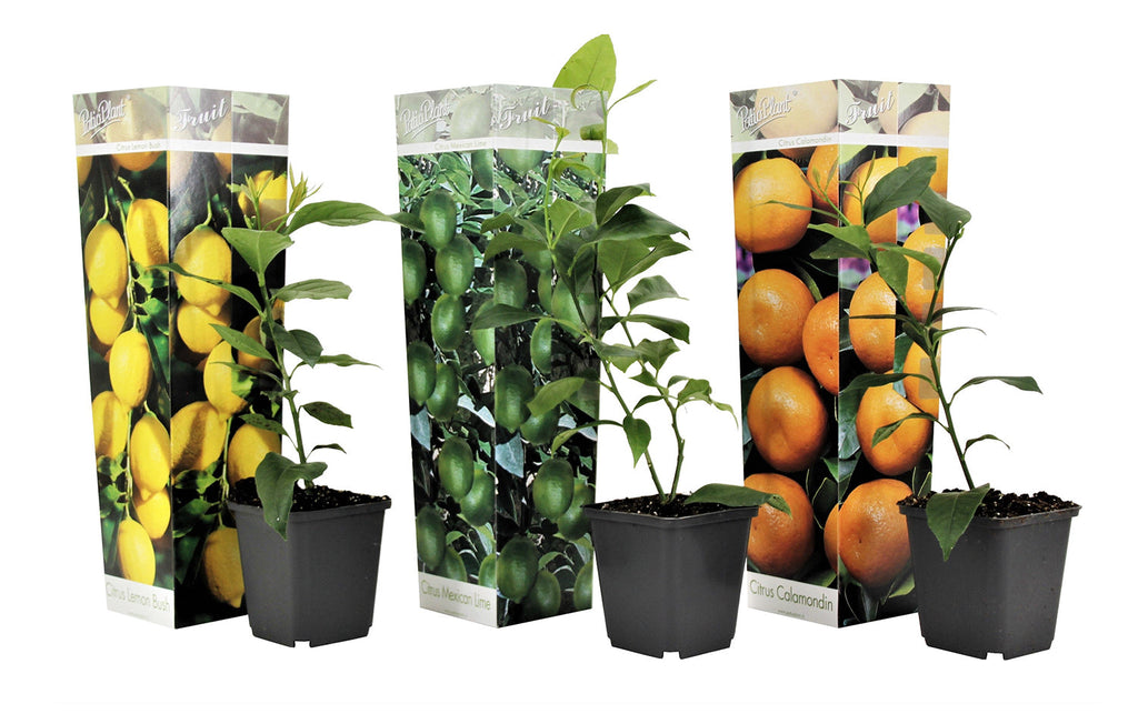 Mélange De 3 Agrumes – Plante D’Extérieur