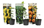 Mélange De 3 Agrumes – Plante D’Extérieur