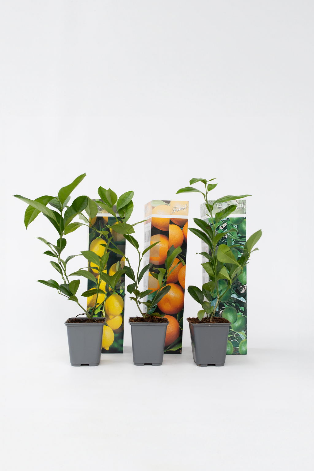 Mélange De 3 Agrumes – Plante D’Extérieur
