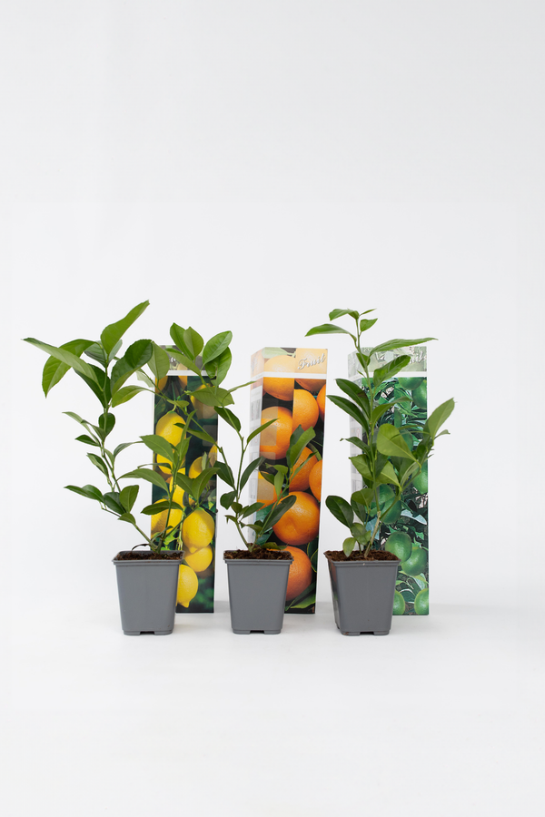 Mélange De 3 Agrumes – Plante D’Extérieur