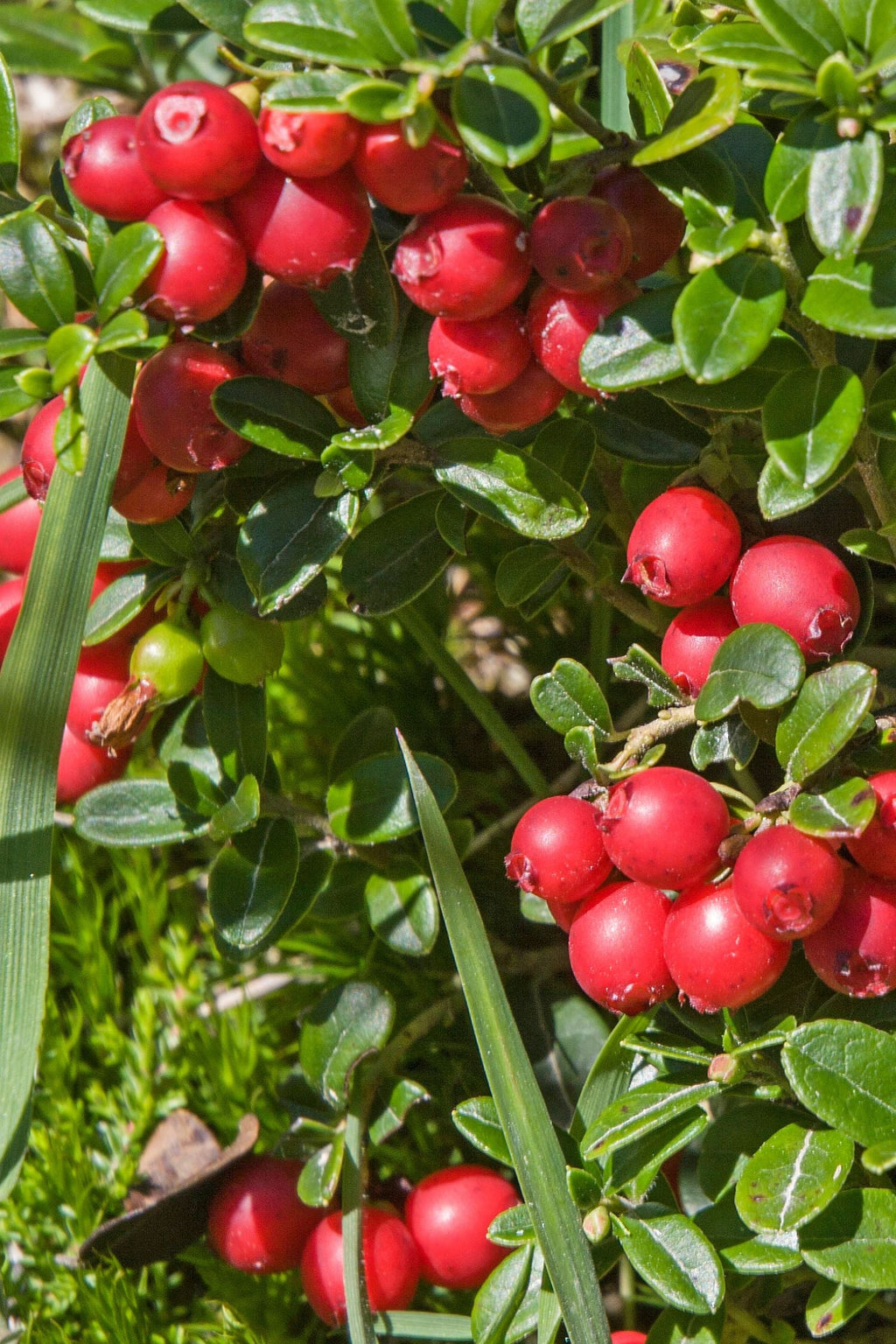 Lot De 3 Airelles – Plante D’Extérieur