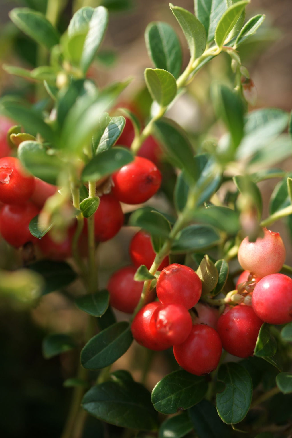 Lot De 3 Airelles – Plante D’Extérieur