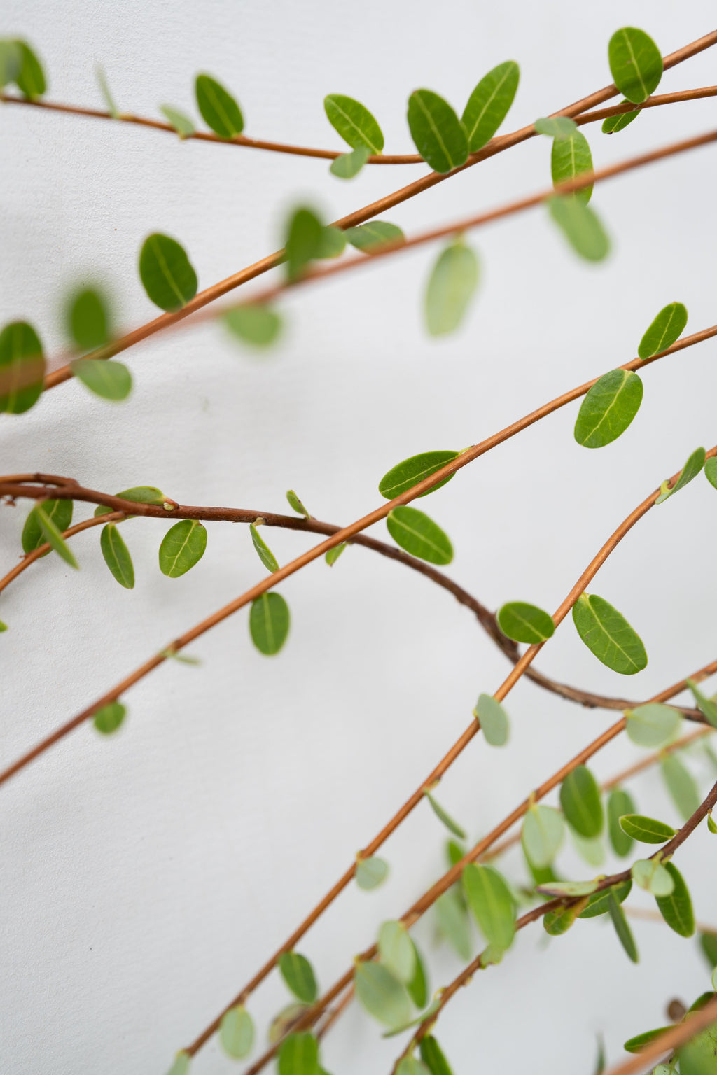 Lot De 3 Airelles – Plante D’Extérieur