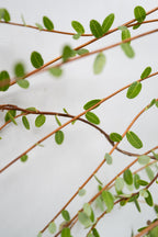 Lot De 3 Airelles – Plante D’Extérieur