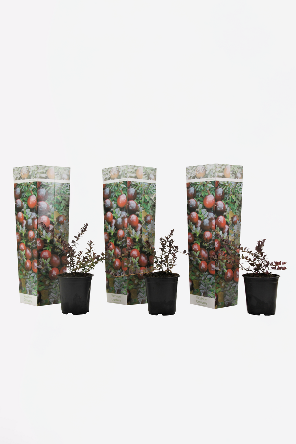 Lot De 3 Airelles – Plante D’Extérieur