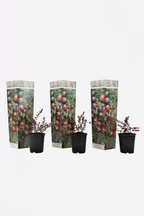 Lot De 3 Airelles – Plante D’Extérieur