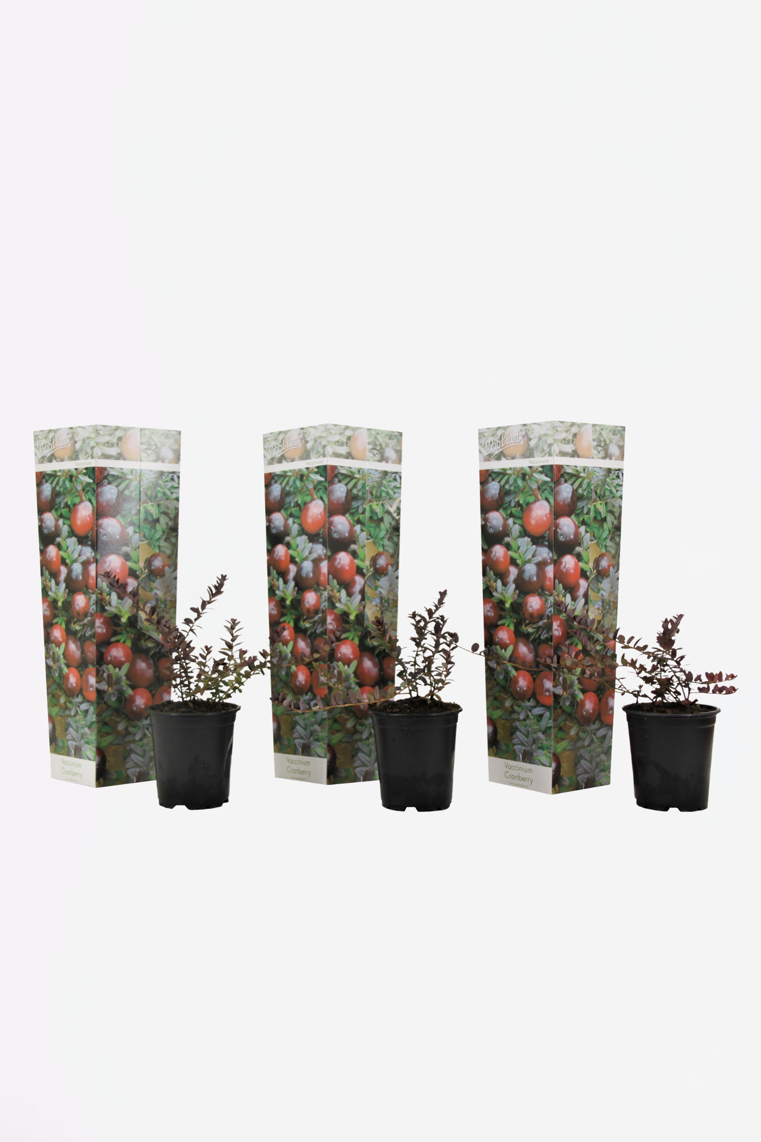 Lot De 3 Airelles – Plante D’Extérieur