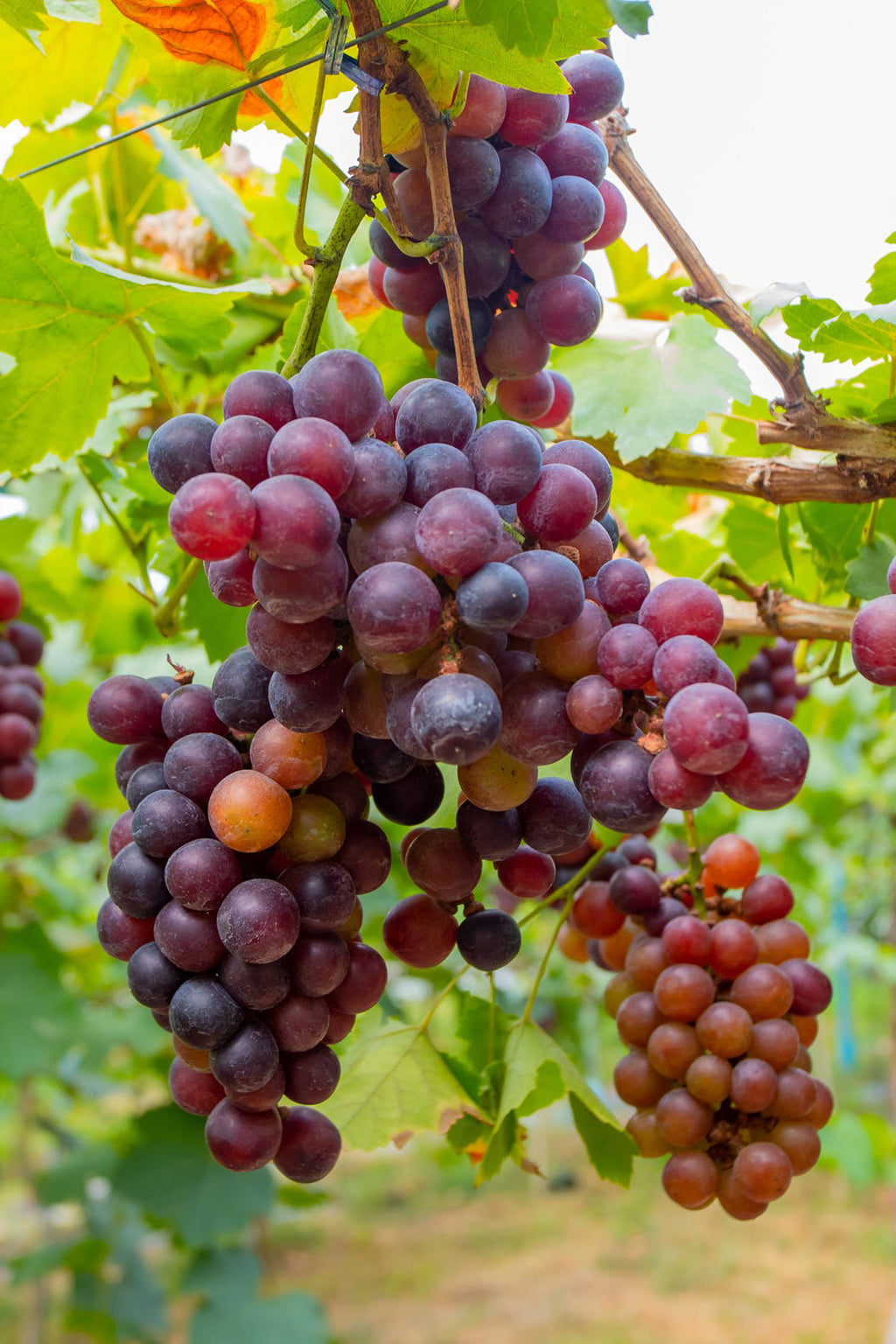 Mélange De 3 Vignes ‘Vitis Vinifera’ – Plante D’Extérieur