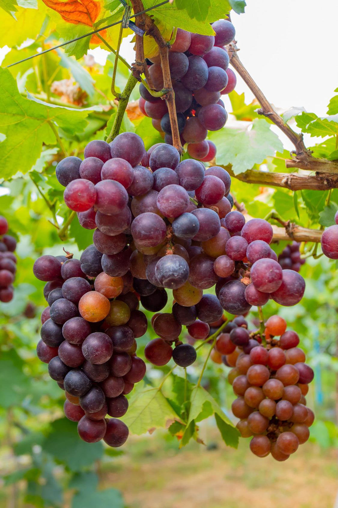 Mélange De 3 Vignes ‘Vitis Vinifera’ – Plante D’Extérieur
