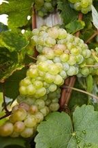 Mélange De 3 Vignes ‘Vitis Vinifera’ – Plante D’Extérieur