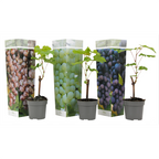 Mélange De 3 Vignes ‘Vitis Vinifera’ – Plante D’Extérieur
