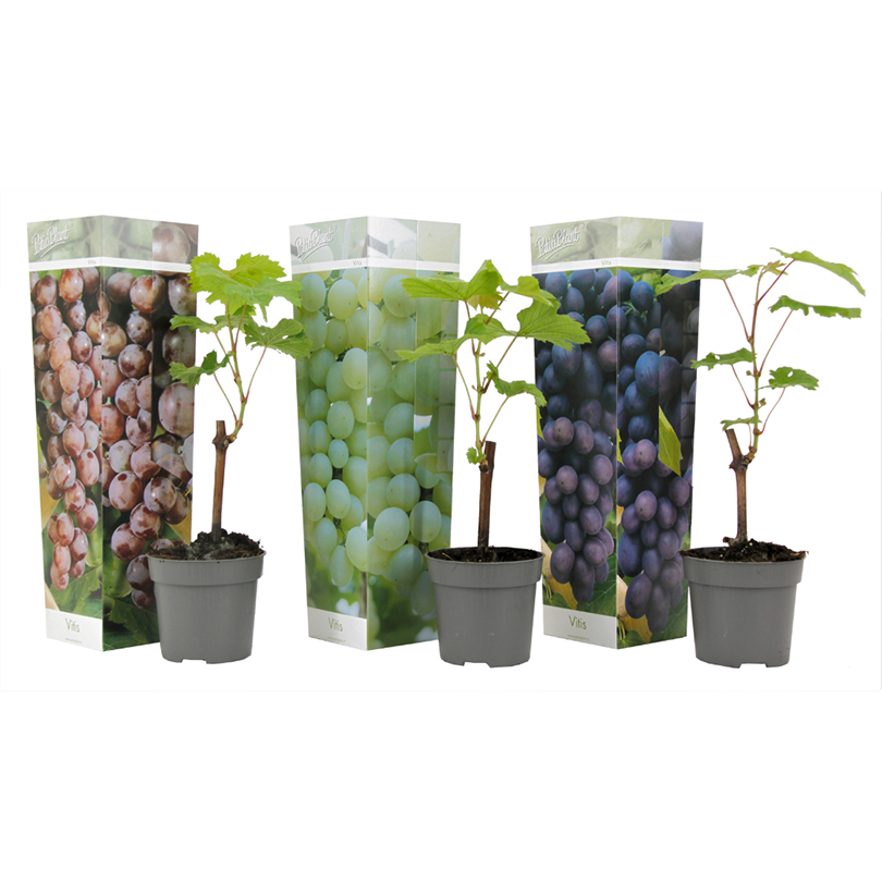 Mélange De 3 Vignes ‘Vitis Vinifera’ – Plante D’Extérieur