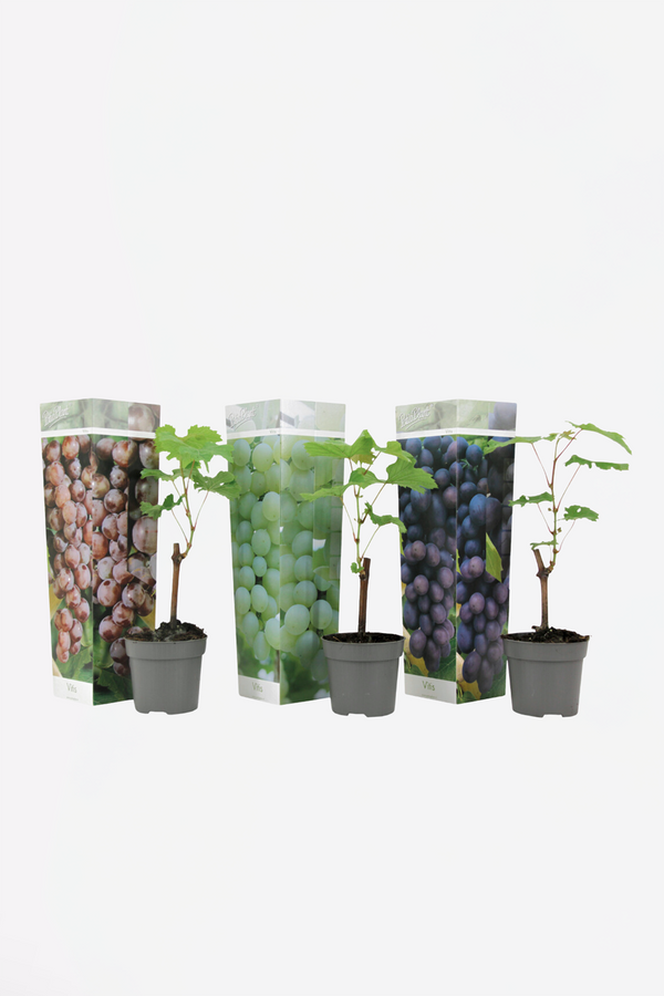 Mélange De 3 Vignes ‘Vitis Vinifera’ – Plante D’Extérieur