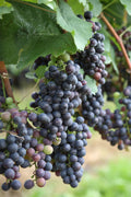 Lot De 3 Vignes Bleues – Plante D’Extérieur